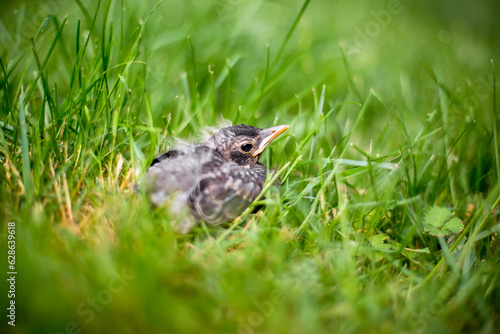 A young American Robin fledgling in the grass