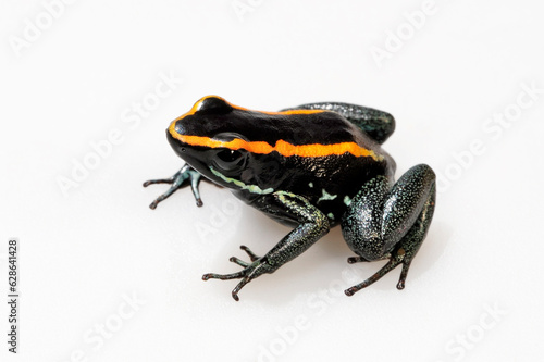 Golfodulcean Poison Frog // Gestreifter Blattsteiger, Gestreifter Pfeilgiftfrosch (Phyllobates vittatus) photo