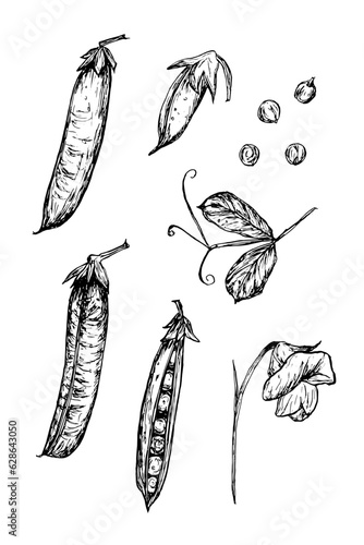 Botanical sketch of green pea pods and leafs, flowers. Vector graphics. Hand drawn black and white vector set of vegeterian food.