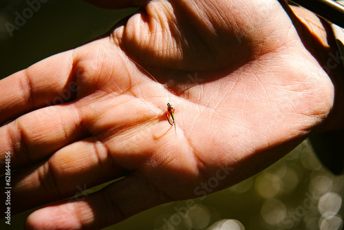 A hand holds a tiny fishing fly in the sun photo