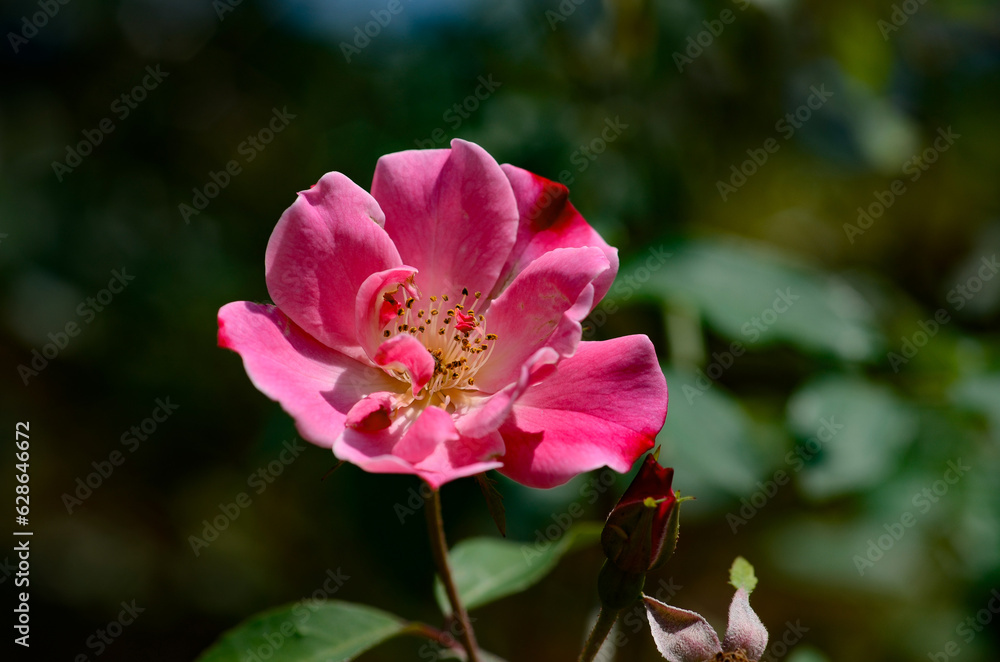 A pink flower, with its petals open, illuminated by sunlight, with its green leaves and delicate thorns, adorns the garden. A pink flower, with its petals open, illuminated by sunlight, with its green leaves and delicate thorns, adorns the garden.