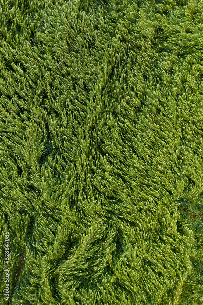 Aerial view of green barley fields swaying in the wind Aerial view of green barley fields swaying in the wind