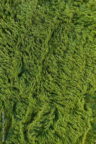 Aerial view of green barley fields swaying in the wind