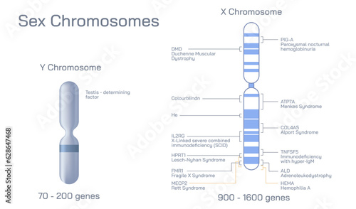 Tyeps of chromosome, Acrocentric, telocentric, submetacentric, metacentric, DNA helix vector illustration. Microbiology images. Male and female chromatins.