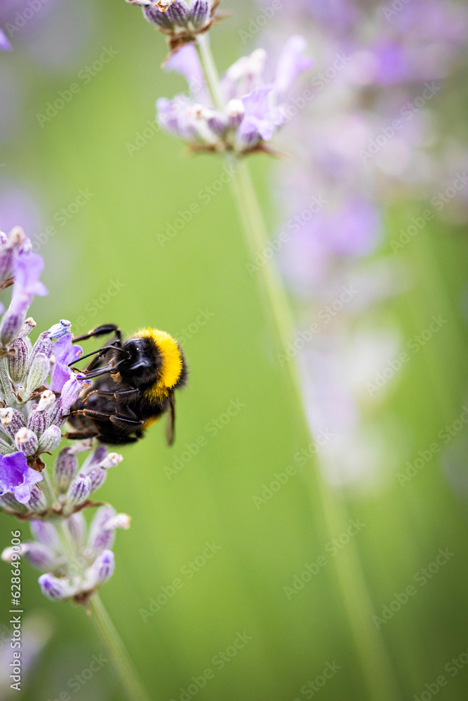 Bumblebee collecting nectar on lavender on a sunny summer day Bumblebee collecting nectar on lavender on a sunny summer day
