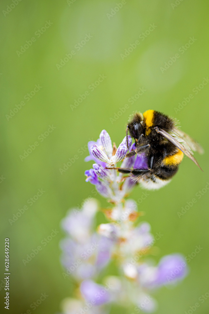 Bumblebee collecting nectar on lavender on a sunny summer day Bumblebee collecting nectar on lavender on a sunny summer day