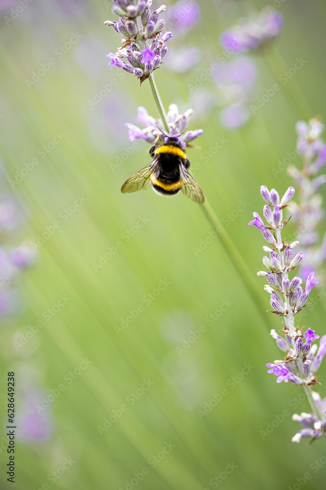 Bumblebee collecting nectar on lavender on a sunny summer day Bumblebee collecting nectar on lavender on a sunny summer day