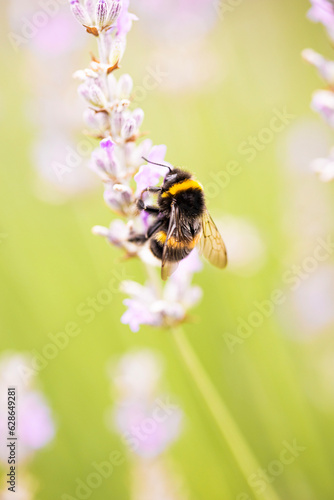 Bumblebee collecting nectar on lavender on a sunny summer day © MOZCO Mat Szymański