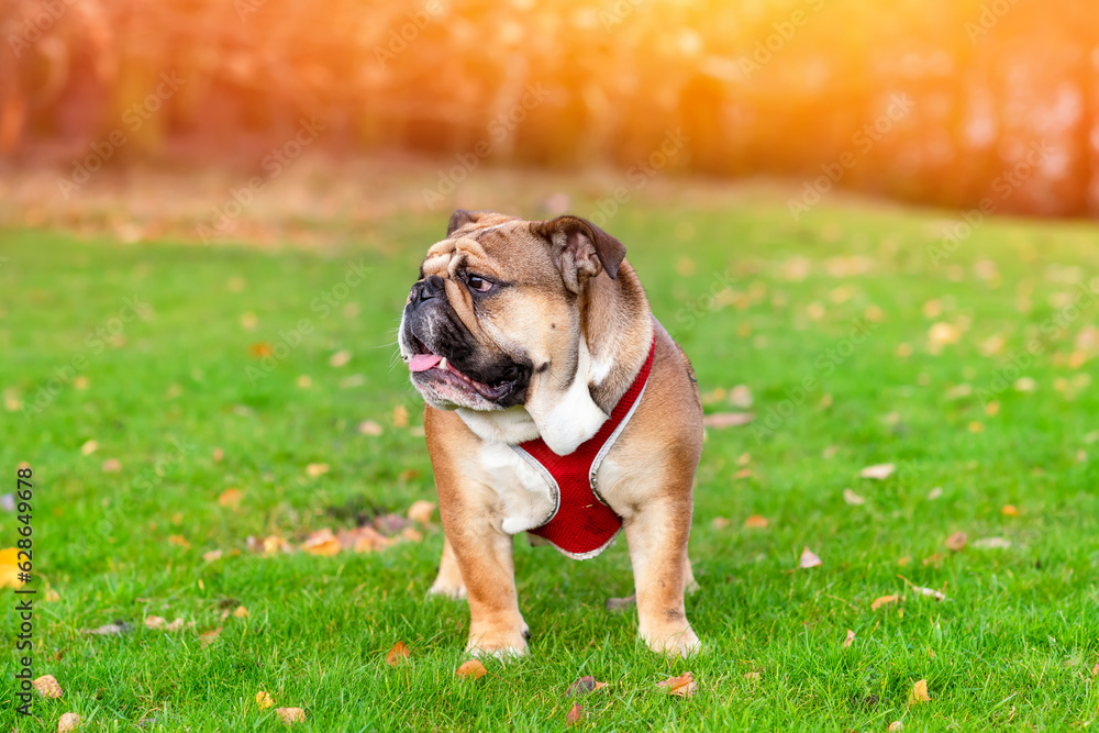 Obraz premium Funny beautiful classic Red English British Bulldog Dog out for a walk looking up sitting in the grass in forest on sunny day at sunset