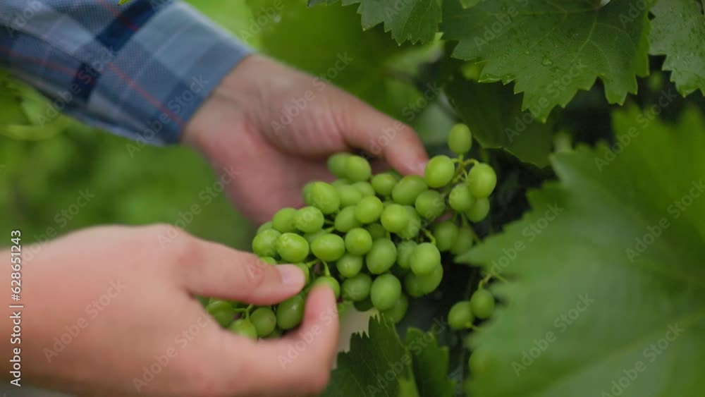 Close up on wine farmer hands checking and reviewing young grapes. Process of wine growing male hands examine the green grapes and vine during cultivation and harvesting Close up on wine farmer hands checking and reviewing young grapes. Process of wine growing male hands examine the green grapes and vine during cultivation and harvesting