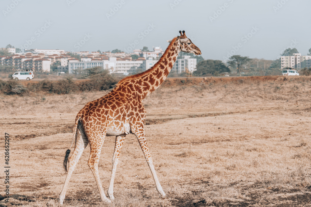 Obraz premium Giraffes in Nairobi National Park Kenya. Skyline in background