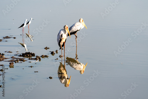 Yellow-billed storks in the calm water in the morning - Nairobi National Park Kenya photo