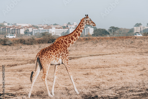 Giraffes in Nairobi National Park Kenya. Skyline in background © MelissaMN