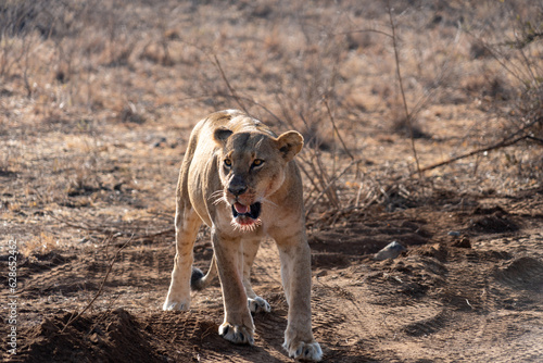 Lion with bloody mouth after eating a kill walks in the grass, in Nairobi National Park Kenya