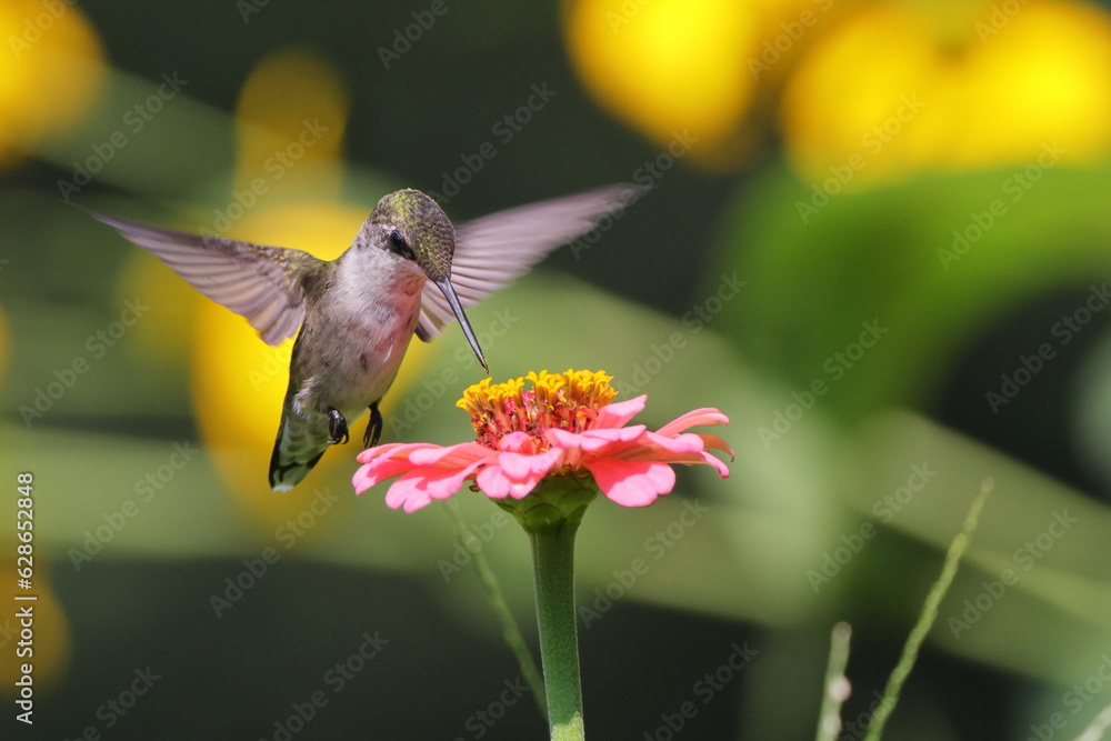Obraz premium hummingbird feeding on flower