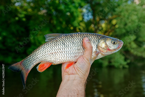 Fototapeta Naklejka Na Ścianę i Meble -  Chub in fisherman's hand, summer river