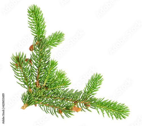 Fir branch isolated on white background for corner composition