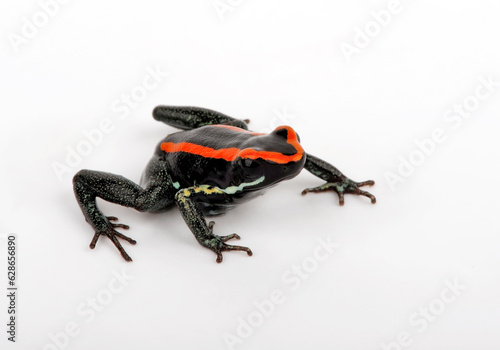 Golfodulcean Poison Frog // Gestreifter Blattsteiger, Gestreifter Pfeilgiftfrosch (Phyllobates vittatus) photo