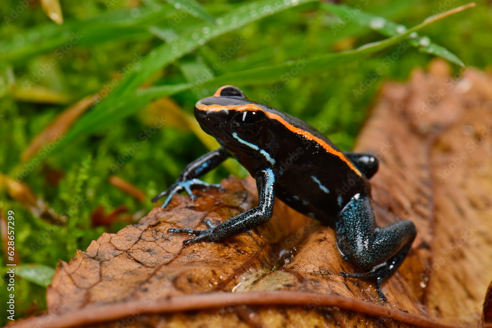 Obraz premium Golfodulcean Poison Frog // Gestreifter Blattsteiger, Gestreifter Pfeilgiftfrosch (Phyllobates vittatus)