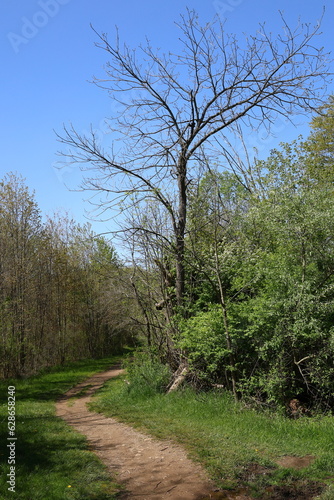 path in the forest