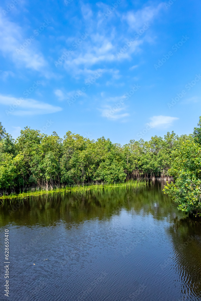 An enchanting photograph of a captivating mangrove forest, its intricate roots submerged in a serene lake, while blue skies add a touch of serenity to the scene.