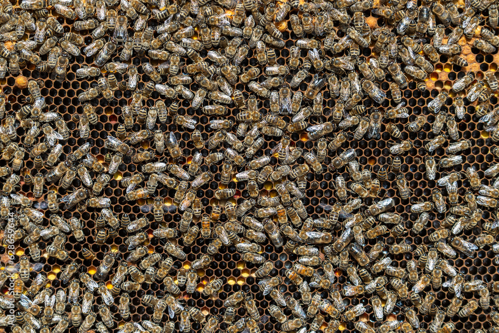 Colony of bees on honeycomb in apiary. Beekeeping in countryside. Wooden frame with honeycombs, closeup