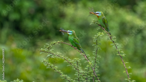 Colourful birds two in frame with catch © Mohit
