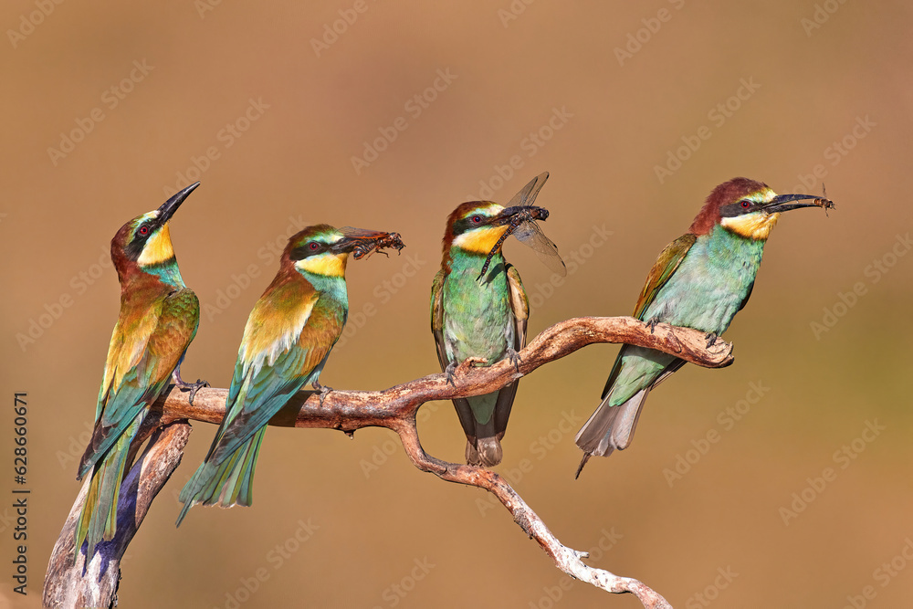 Obraz premium European bee-eater (Merops apiaster) in natural habitat