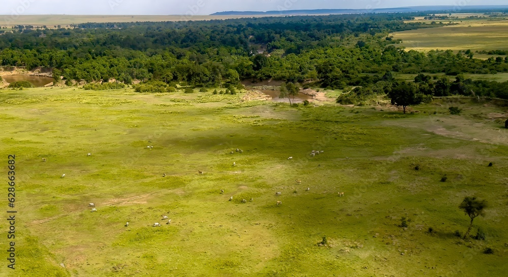 An Aaerial view of the Maasai Mara Conservancy with zebras and antelope and Mara River about 150 miles west of Nairobi, Kenya, Africa