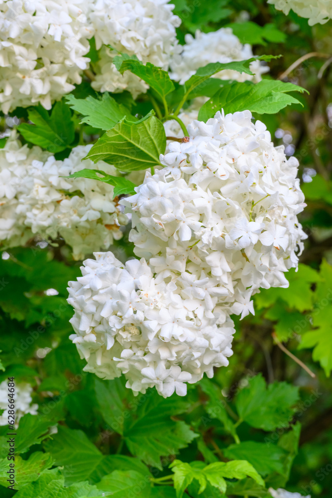Blooming spring flowers. Large beautiful white balls of blooming Viburnum opulus Roseum (Boule de Neige). White Guelder Rose or Viburnum opulus Sterilis, Snowball Bush, European Snowball. Blooming spring flowers. Large beautiful white balls of blooming Viburnum opulus Roseum (Boule de Neige). White Guelder Rose or Viburnum opulus Sterilis, Snowball Bush, European Snowball.