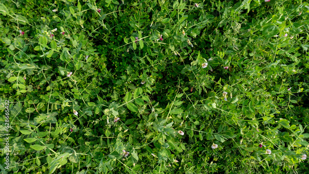 Peas Leaves Background. The pea is most commonly the small spherical seed or the seed-pod of the flowering plant species Pisum sativum. Peas Leaves Background. The pea is most commonly the small spherical seed or the seed-pod of the flowering plant species Pisum sativum.