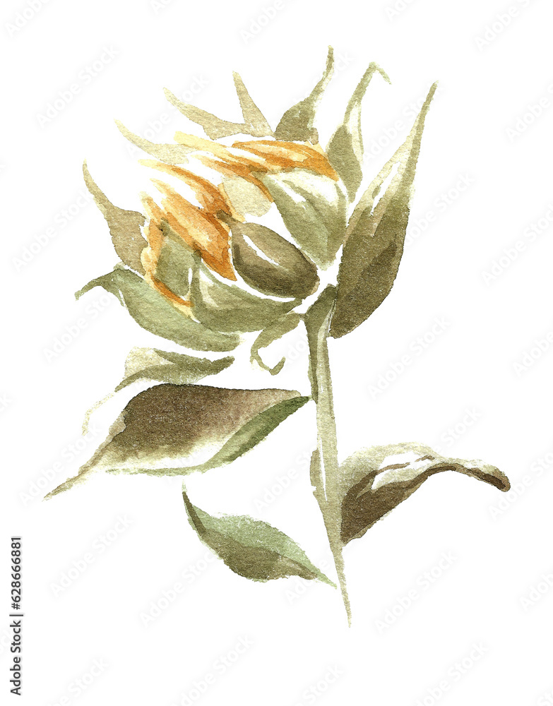 Obraz premium Autumn plants. unopened sunflower flower with yellow petals on a tall stem with green leaves. Hand drawn watercolor isolated on white background for oil packaging design, patterns