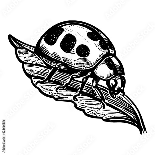 ladybug on a leaf illustration