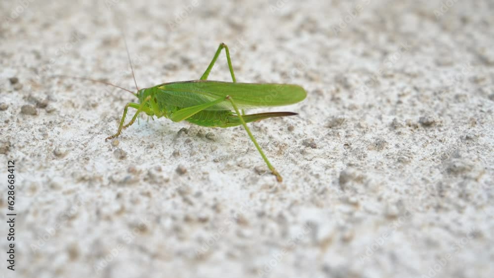 Green grasshopper, cricket insect crawling a wall, bush-cricket Tettigonia viridissima Green grasshopper, cricket insect crawling a wall, bush-cricket Tettigonia viridissima