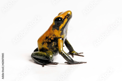 Black-legged poison dart frog // Zweifarbiger Blattsteiger (Phyllobates bicolor) photo
