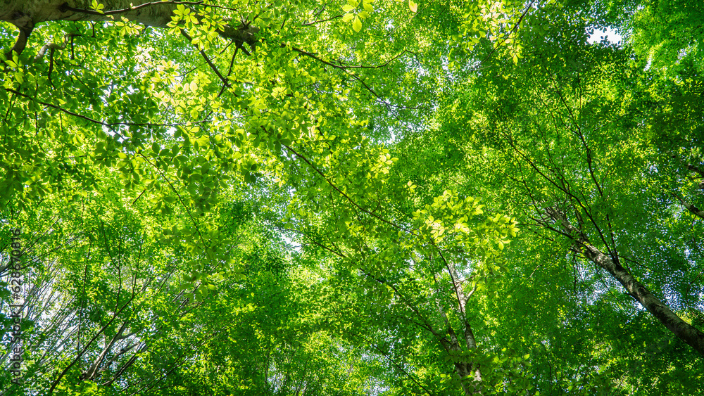 Forest background. Sunlit green leaves in lush forest. Carbon net zero concept. Selective focus included Forest background. Sunlit green leaves in lush forest. Carbon net zero concept. Selective focus included