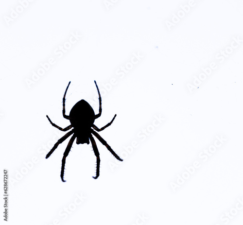silhouette of a spider in web