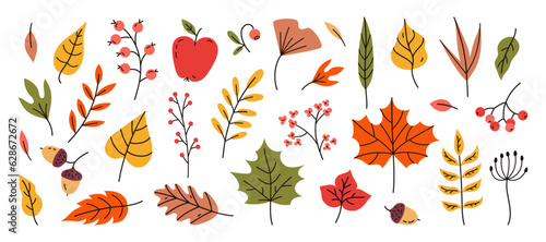 Hand drawn vector set autumn leaves. Maple, acorns, berries, oak, rowan. Colored trendy illustration. Flat design.