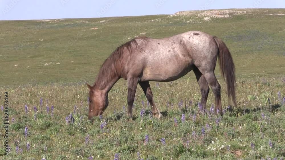 Wild Horse in the Pryor Mountains Montana in Summer Wild Horse in the Pryor Mountains Montana in Summer