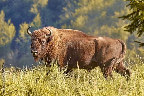 European bison (Bison bonasus), European wood bison, European buffalo, in natural habitat photo