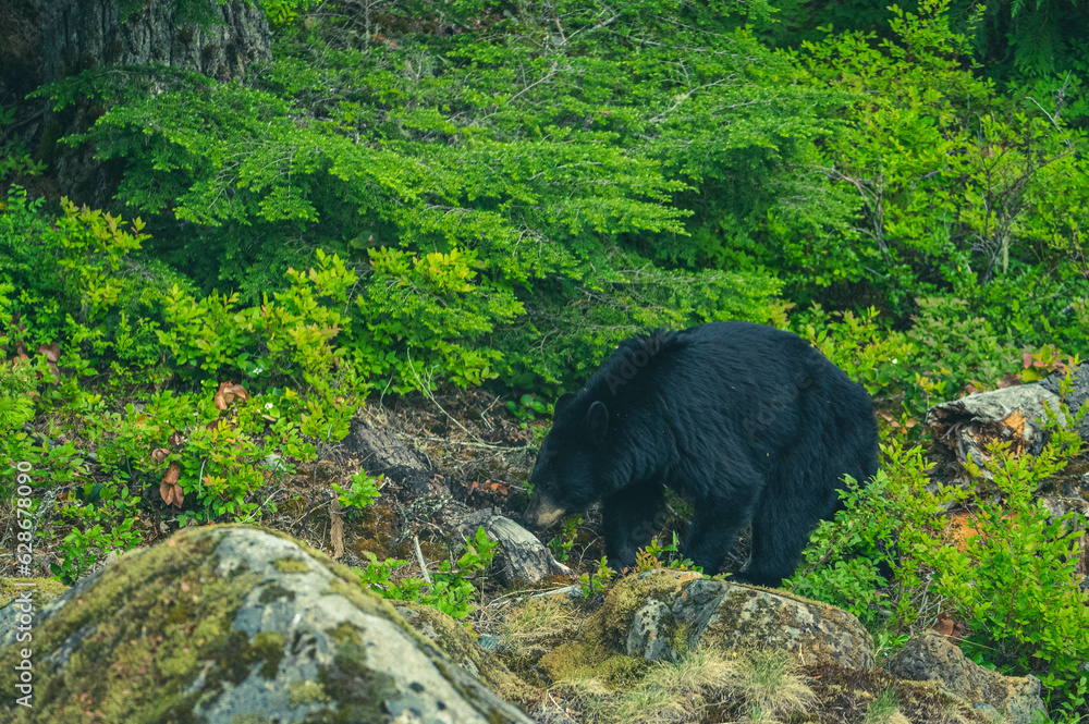 Schwarzbär in British Columbia Schwarzbär in British Columbia