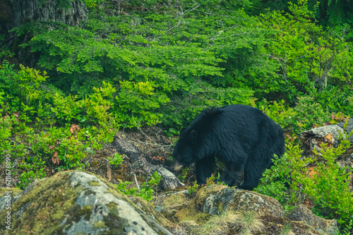 Schwarzbär in British Columbia