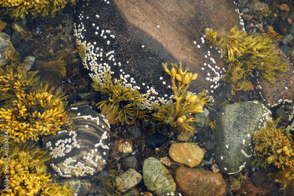 Northern seascape. Tersky coast of the White Sea. Murmansk region, Russia. The White Sea coast in Karelia in summer. Low tide. Seaweed. Northern seascape. Tersky coast of the White Sea. Murmansk region, Russia. The White Sea coast in Karelia in summer. Low tide. Seaweed.