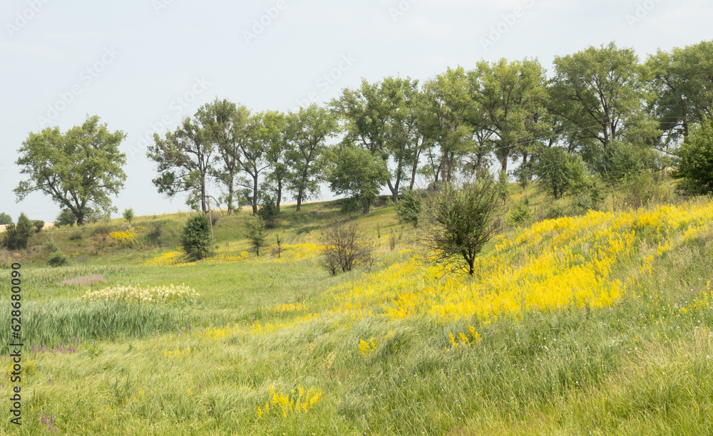 A hilly landscape with a lot of soft sedge and yellow wildflowers. There is a young tree among the wildflowers and big trees on the background