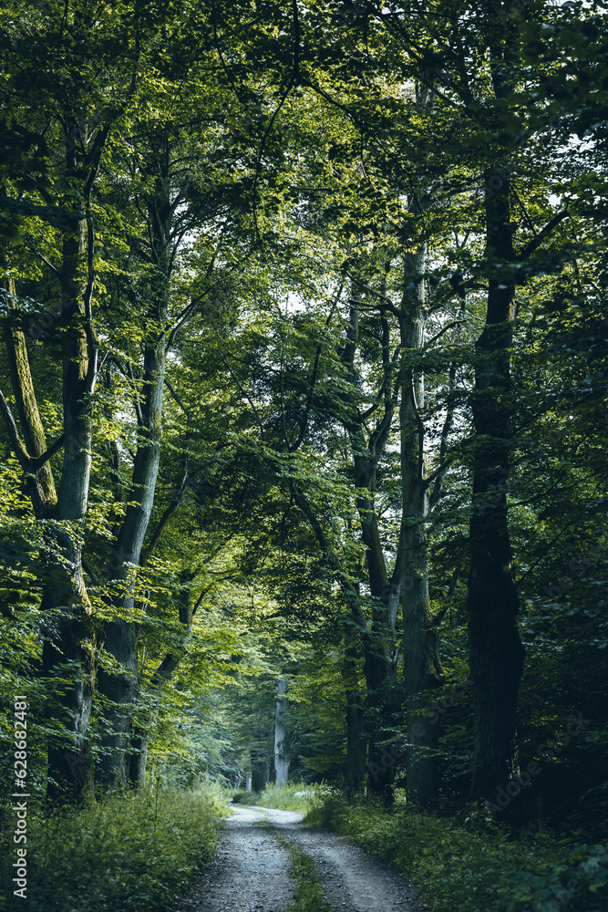 Obraz premium path in the forest