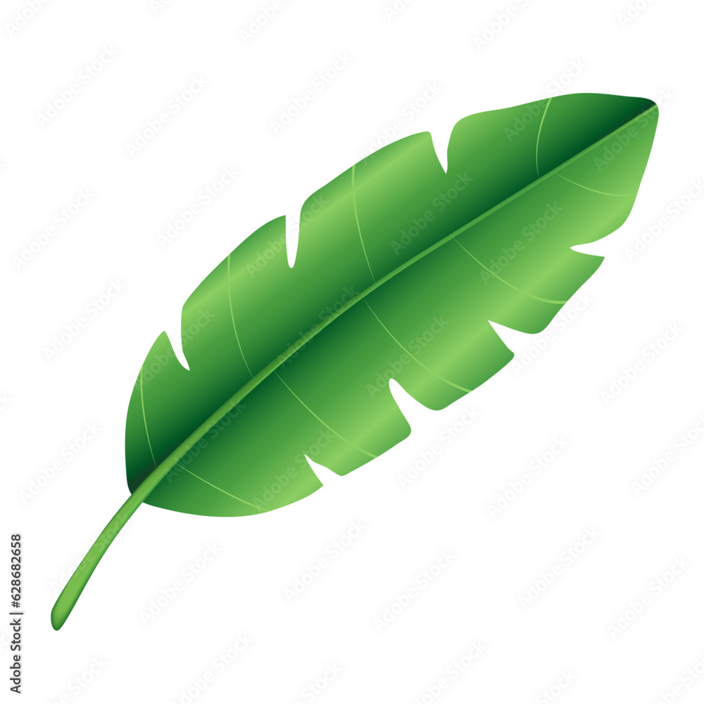 Tropical green palm leaf, banana leaf. Exotic botanical plant design element. Decorative hand drawn vector illustration isolated on a white background Tropical green palm leaf, banana leaf. Exotic botanical plant design element. Decorative hand drawn vector illustration isolated on a white background