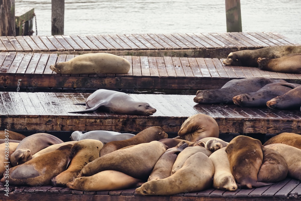 Fototapeta premium sea lions at the pier
