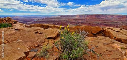 Yellow wildflower with the rocky canyon at the Canyonlands National Park.