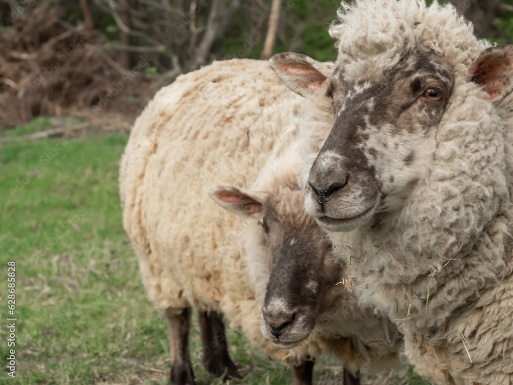 牧場に放牧されている羊