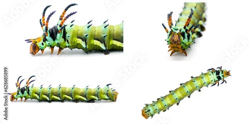 hickory horned devil - Citheronia regalis - larva caterpillar form of regal or royal walnut moth with bright green, orange, red blue and black colors. Isolated on white background four views photo